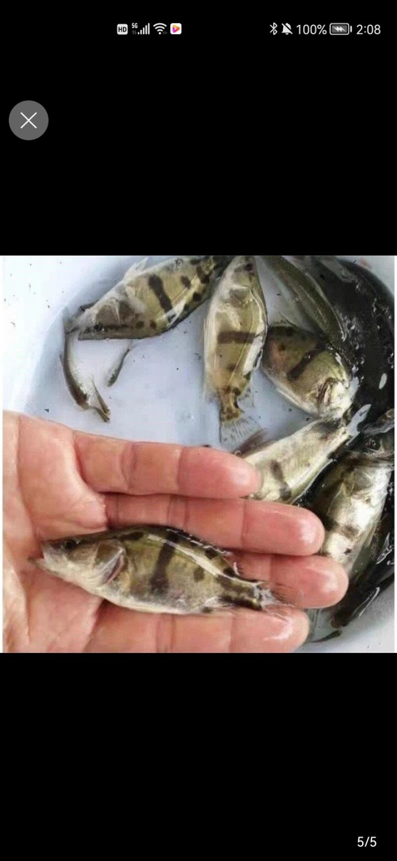 广州荣氏鱼苗场———【饲料鳜鱼苗，别名：桂花鱼】