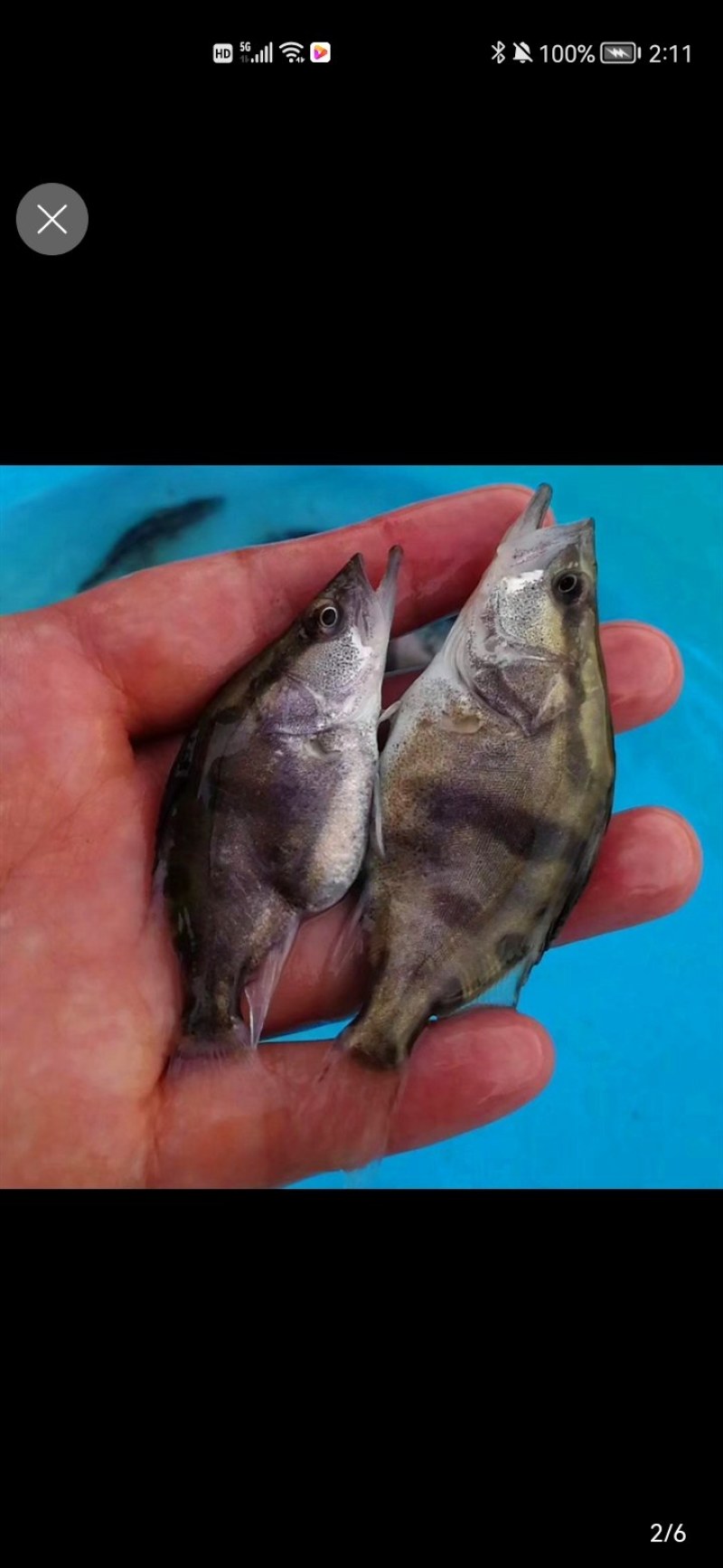 广州荣氏鱼苗场———【饲料鳜鱼苗，别名：桂花鱼】