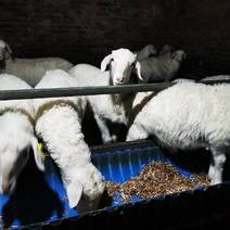 纯种湖羊断奶公羔羊均重30斤可自由采食