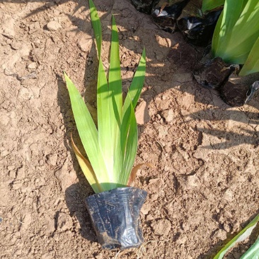 水池绿化水生花卉水草挺水植物鱼塘池塘绿化植物黄菖蒲苗