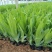 水池绿化水生花卉水草挺水植物鱼塘池塘绿化植物黄菖蒲苗