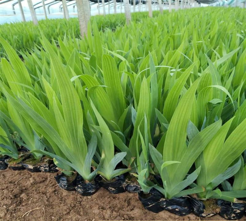 水池绿化水生花卉水草挺水植物鱼塘池塘绿化植物黄菖蒲苗