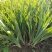 水池绿化水生花卉水草挺水植物鱼塘池塘绿化植物黄菖蒲苗