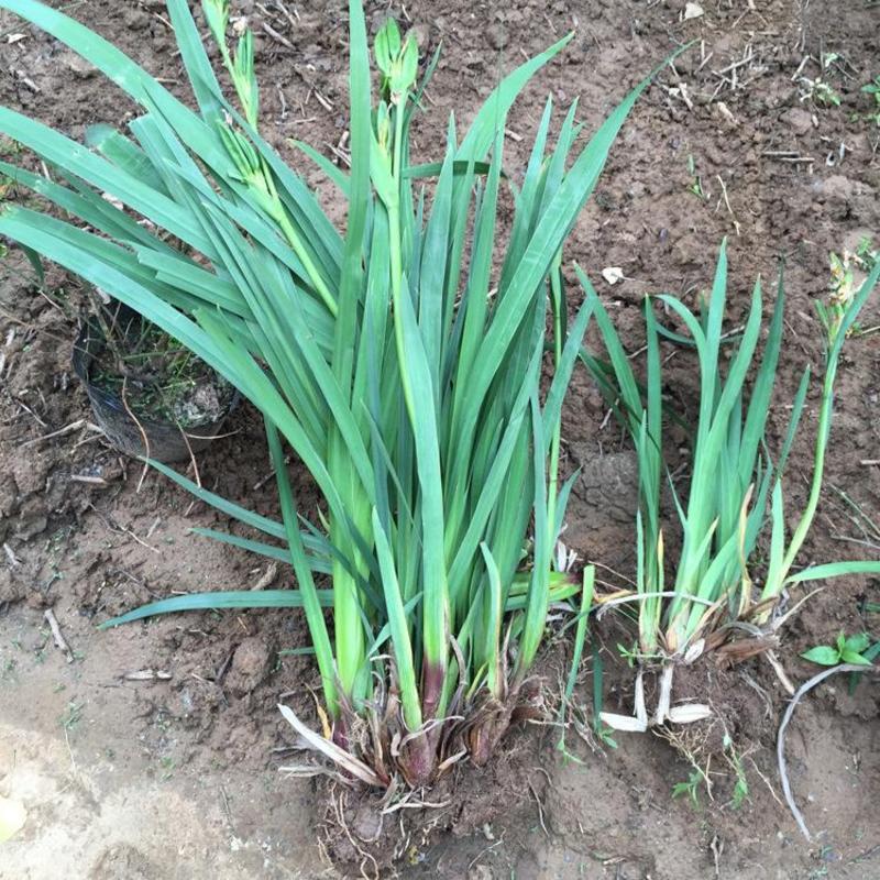 水池绿化水生花卉水草挺水植物鱼塘池塘绿化植物黄菖蒲苗