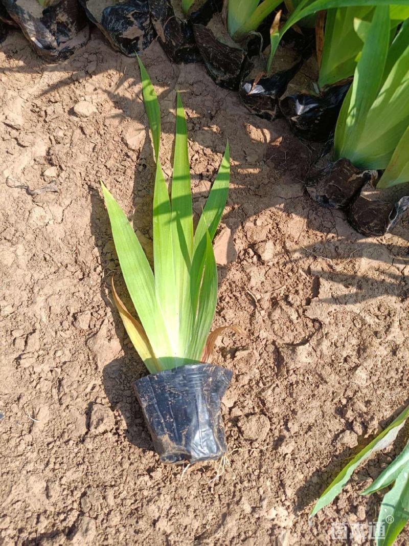 水池绿化水生花卉水草挺水植物鱼塘池塘绿化植物黄菖蒲苗