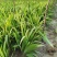 水池绿化水生花卉水草挺水植物鱼塘池塘绿化植物黄菖蒲苗