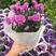 翠菊花苗紫苑花盆栽雏菊花多年生阳台菊花带花苞花园庭院