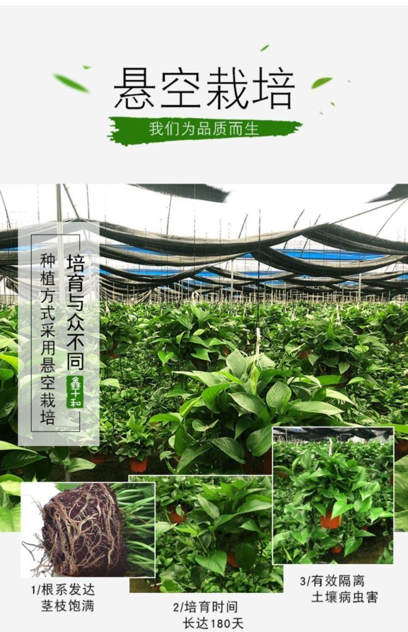 绿萝盆栽花卉批发室内新房家用吸除甲醛长藤垂吊水培绿植大叶