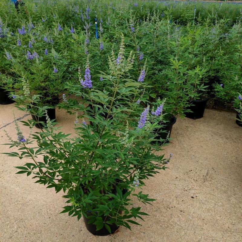 穗花牡荆盆栽树状薰衣草花苗耐热耐寒室外阳台庭院植物花好养