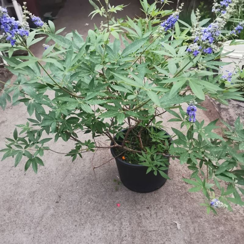 穗花牡荆盆栽树状薰衣草花苗耐热耐寒室外阳台庭院植物花好养