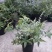 穗花牡荆盆栽树状薰衣草花苗耐热耐寒室外阳台庭院植物花好养