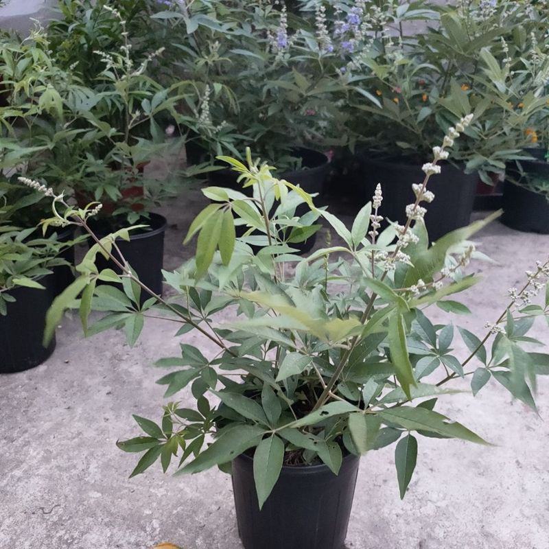 穗花牡荆盆栽树状薰衣草花苗耐热耐寒室外阳台庭院植物花好养