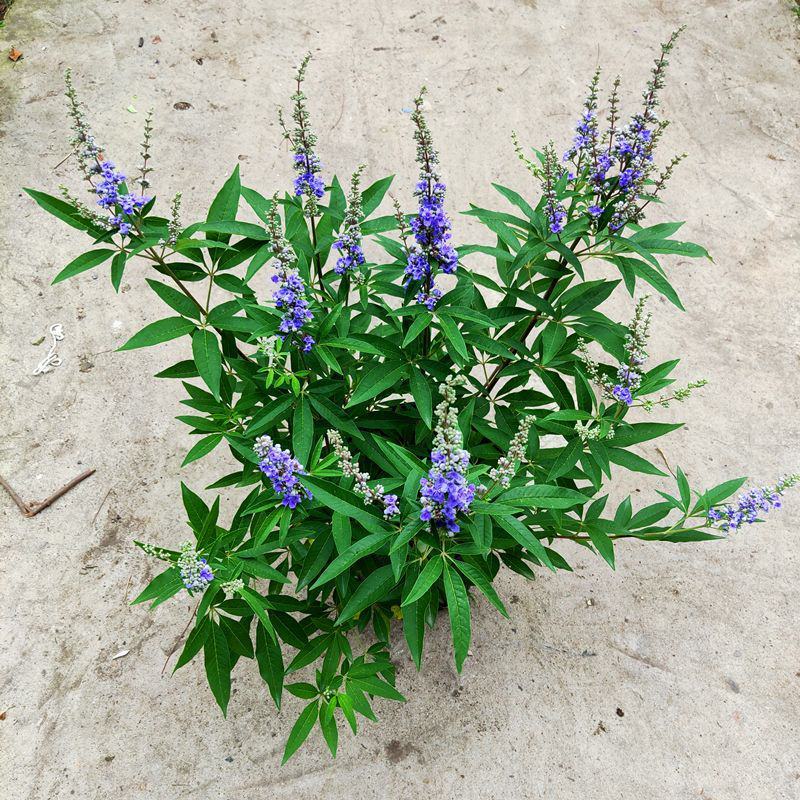 穗花牡荆盆栽树状薰衣草花苗耐热耐寒室外阳台庭院植物花好养