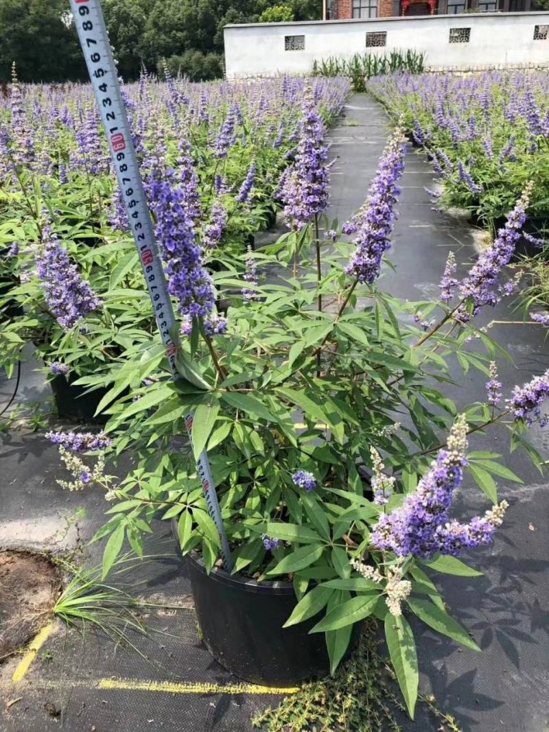穗花牡荆盆栽树状薰衣草花苗耐热耐寒室外阳台庭院植物花好养