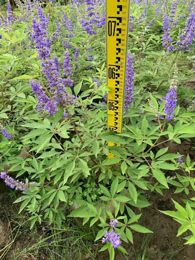 穗花牡荆盆栽树状薰衣草花苗耐热耐寒室外阳台庭院植物花好养