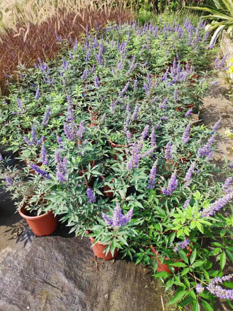 穗花牡荆盆栽树状薰衣草花苗耐热耐寒室外阳台庭院植物花好养