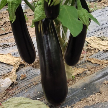 烧烤茄