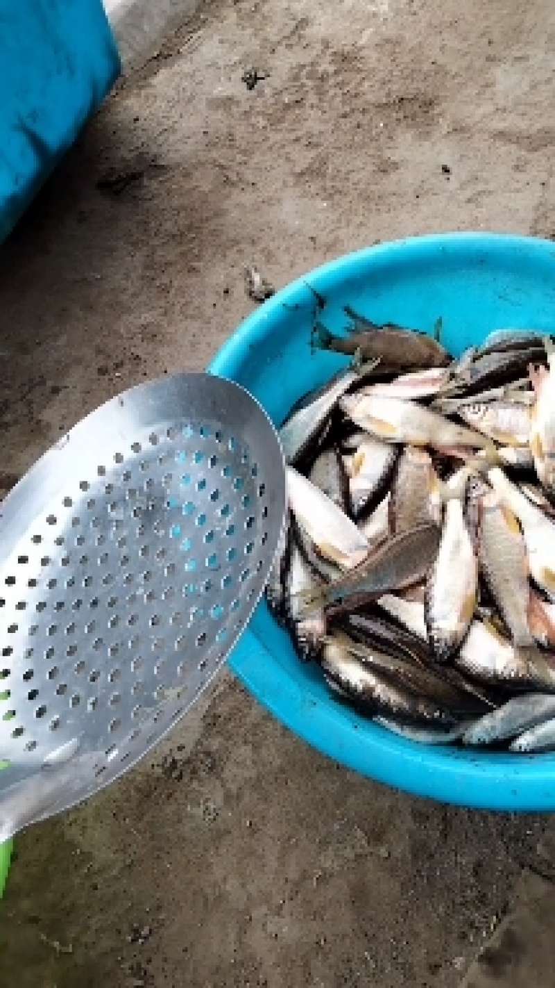 开膛鱼桃花鱼漂亮水美鱼肉更鲜高山冷水鱼