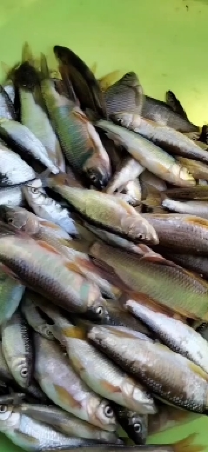 开膛鱼桃花鱼漂亮水美鱼肉更鲜高山冷水鱼
