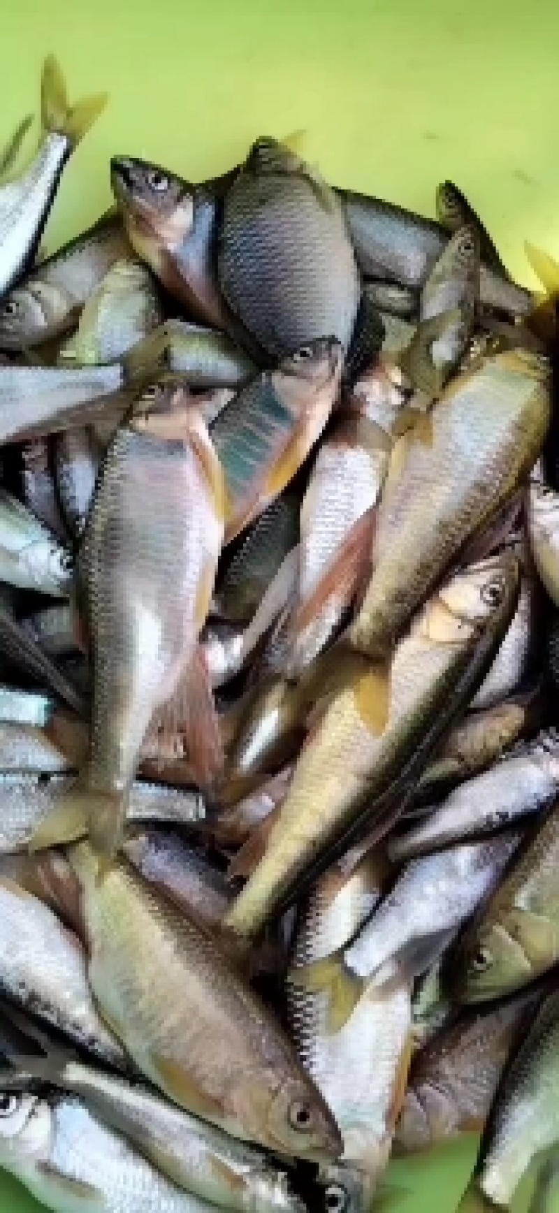 开膛鱼桃花鱼漂亮水美鱼肉更鲜高山冷水鱼