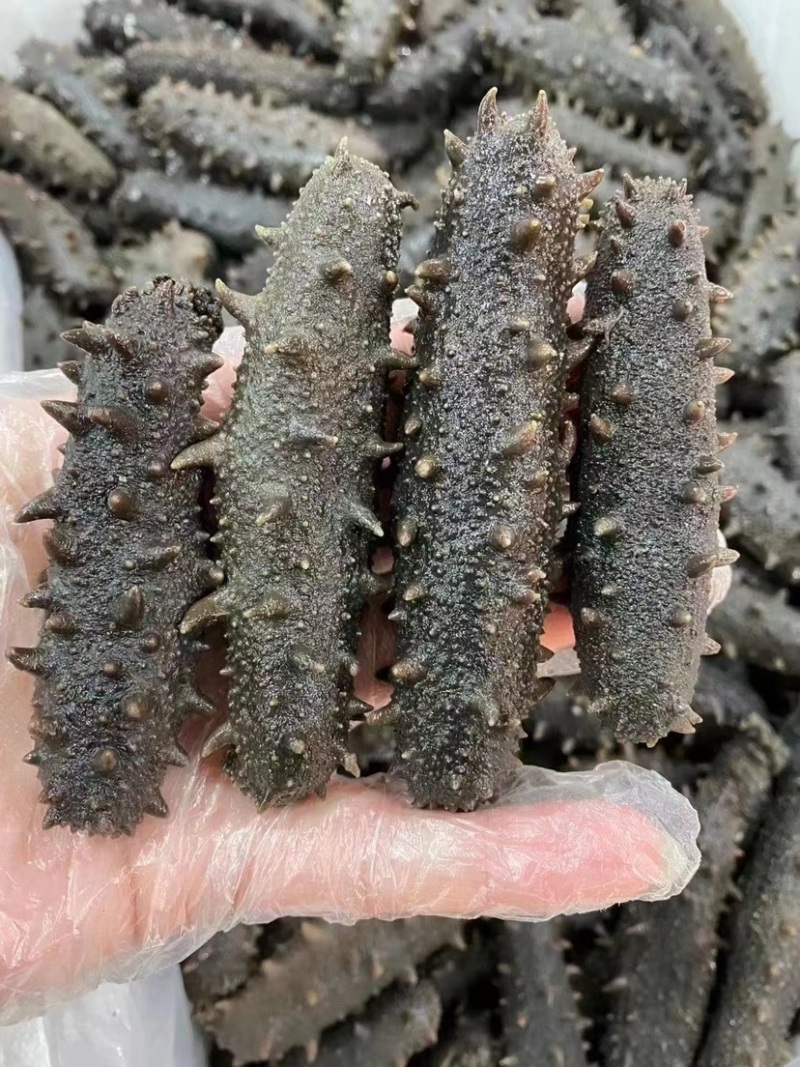 拉缸盐海参