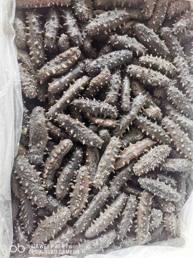 拉缸盐海参