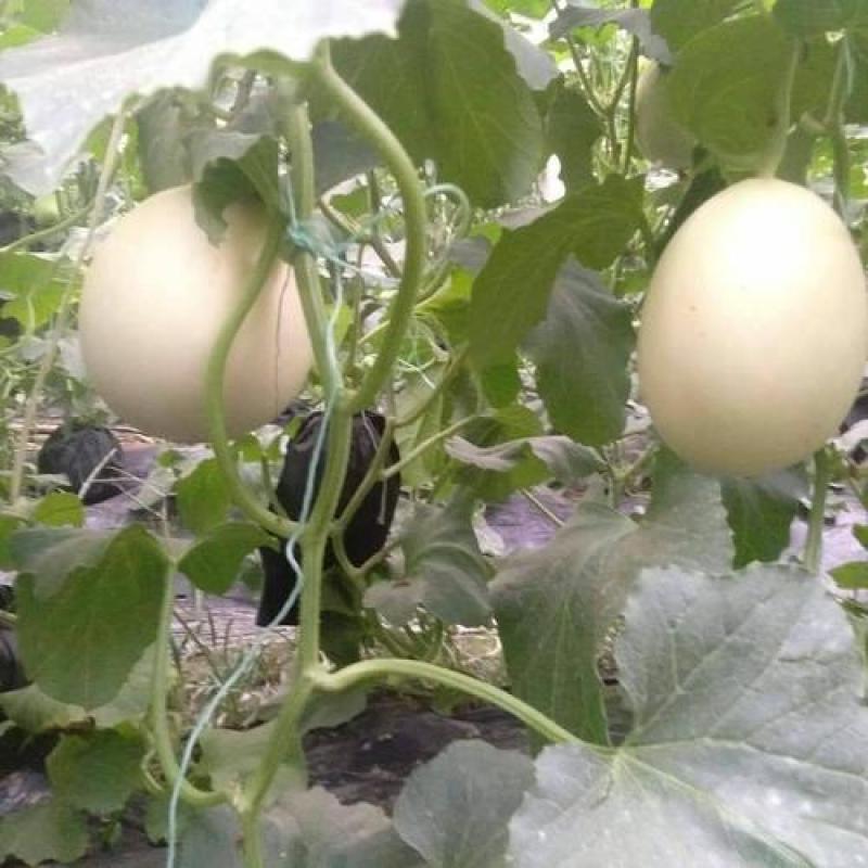 寿光市玉菇甜瓜大量上市！