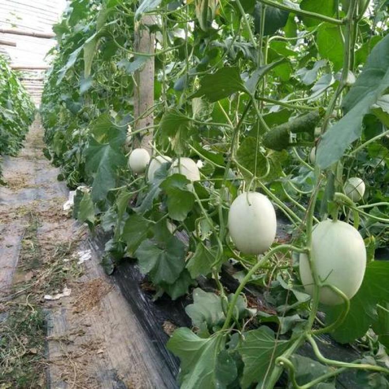 寿光市玉菇甜瓜大量上市！