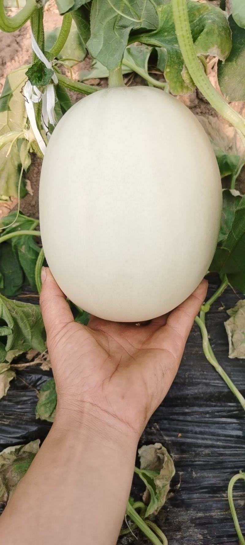 寿光市玉菇甜瓜大量上市！
