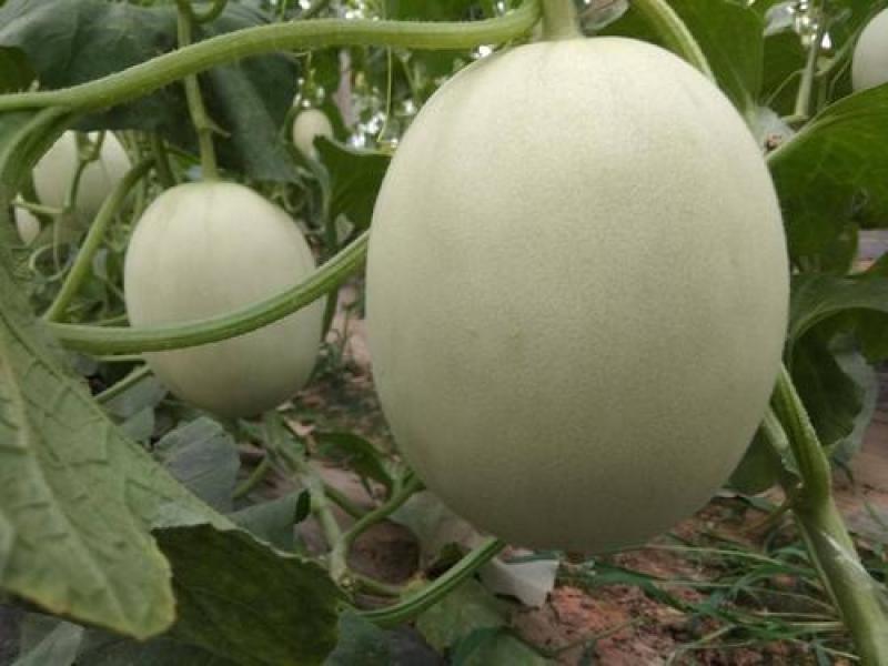 寿光市玉菇甜瓜大量上市！