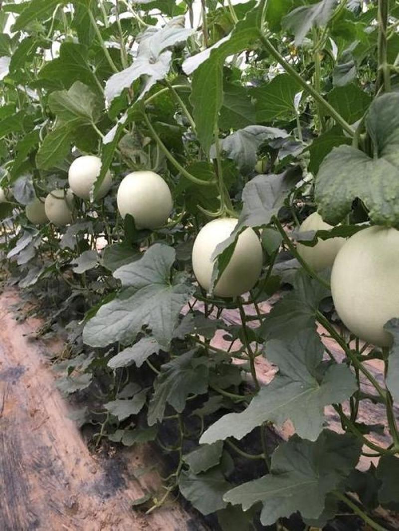 寿光市玉菇甜瓜大量上市！