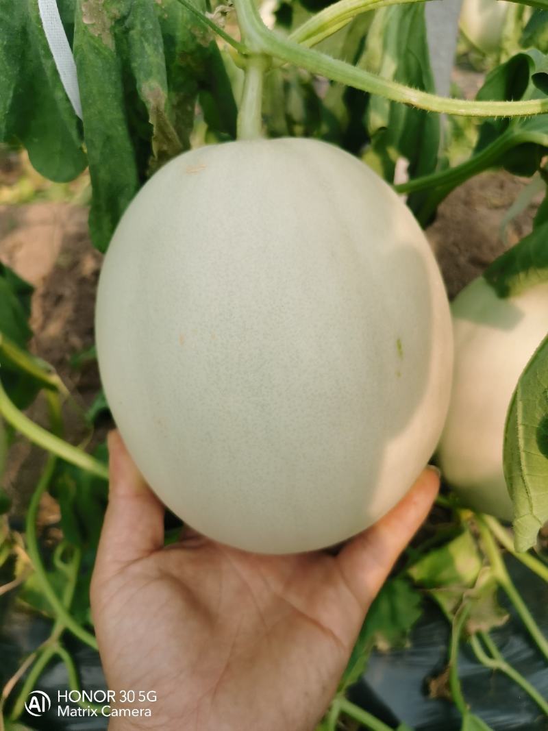 寿光市玉菇甜瓜大量上市！