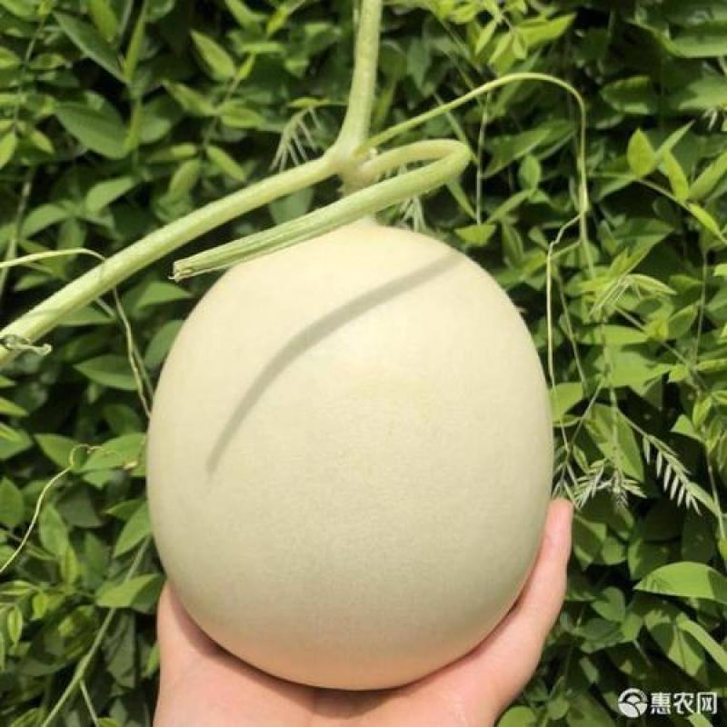 寿光市玉菇甜瓜大量上市！
