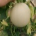 寿光市玉菇甜瓜大量上市!