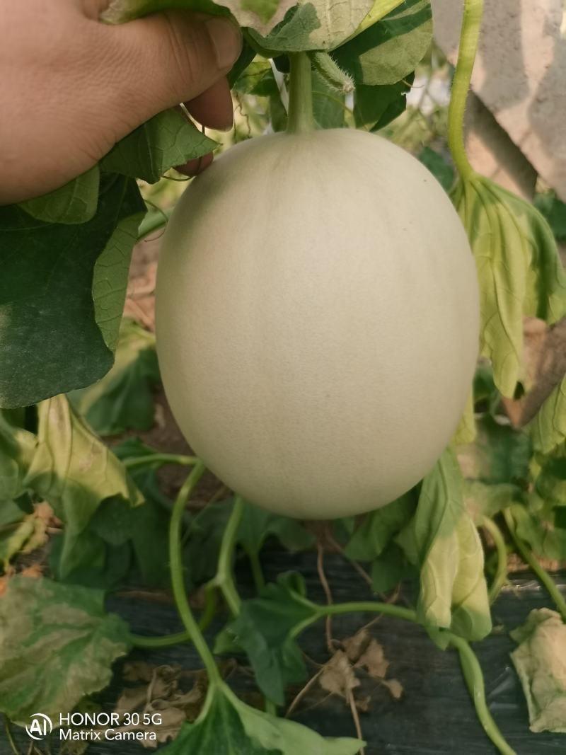 寿光市玉菇甜瓜大量上市！