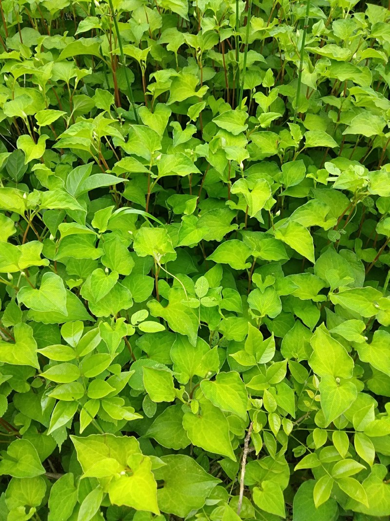 野生的鱼腥草，现釆的，有几百斤。