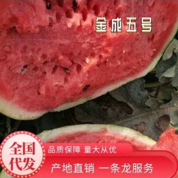 【推荐】宁夏中位香山硒砂瓜大量上市中原产地直发包熟包甜