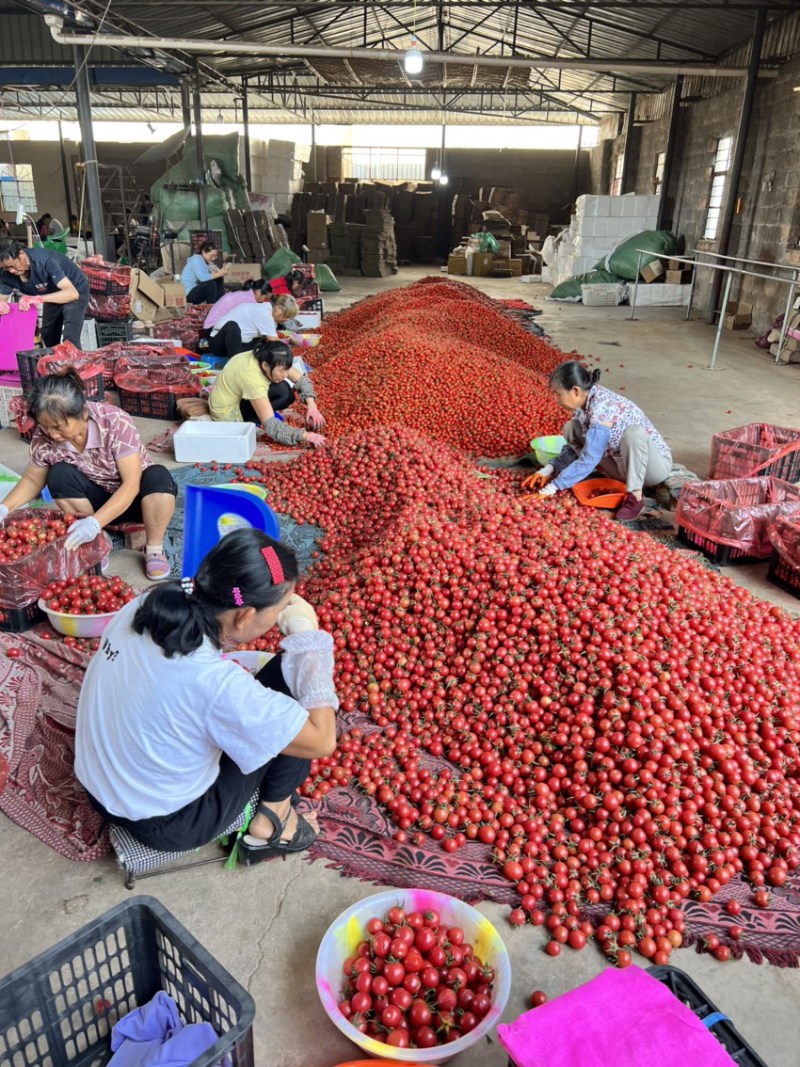 云南元谋圣女果小番茄每天发车常年收购