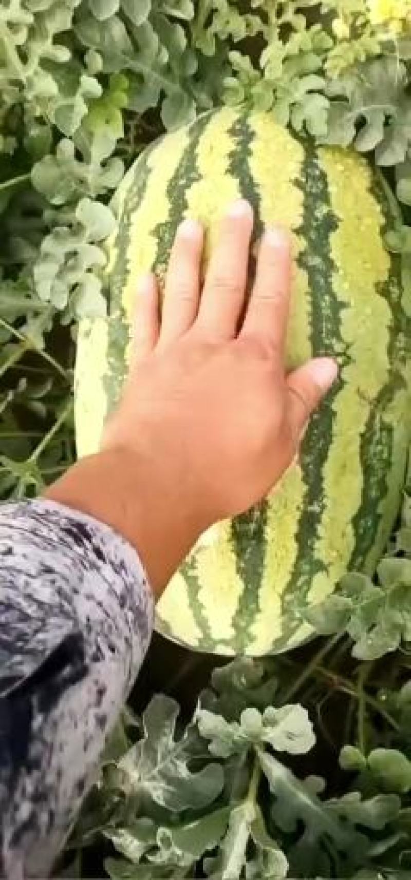【推荐】宁夏中位香山硒砂瓜大量上市中原产地直发包熟包甜
