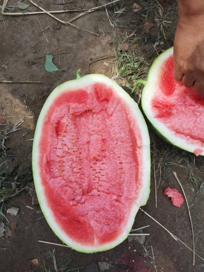 【推荐】宁夏中位香山硒砂瓜大量上市中原产地直发包熟包甜