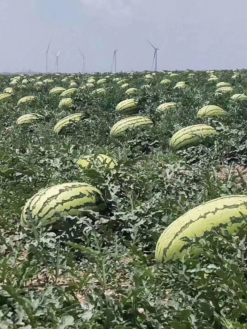 【推荐】宁夏中位香山硒砂瓜大量上市中原产地直发包熟包甜