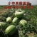 【推荐】宁夏中位香山硒砂瓜大量上市中原产地直发包熟包甜