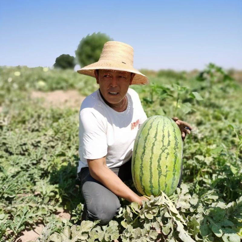 【推荐】宁夏中位香山硒砂瓜大量上市中原产地直发包熟包甜