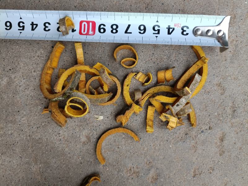 四川产区带皮黄柏丝，约5-8mm段，无硫鲜货加工黄柏段