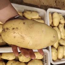 【推荐】荷兰十五土豆黄皮黄心全国发货保质保量无青头黑心