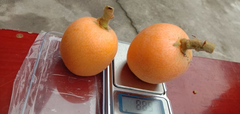 枇杷