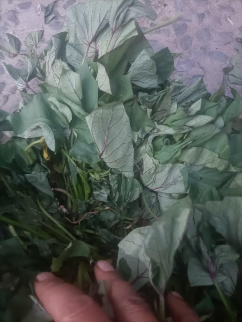 红薯苗