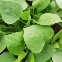 红薯苗