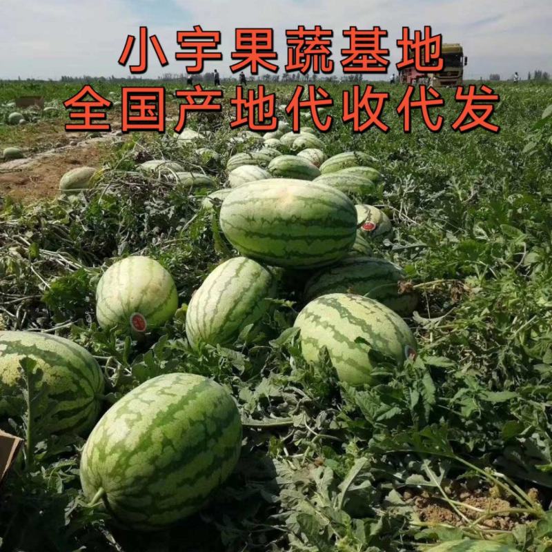 西瓜金城5号沙漠一号西瓜大量现货基地直供