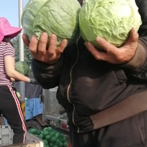 精品圆包菜，奥奇娜甘蓝，，看货论价，质量保证，